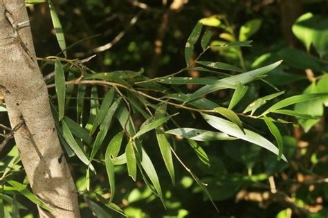 How to Plant and Grow Small Philippine Acacia(Acacia confusa).